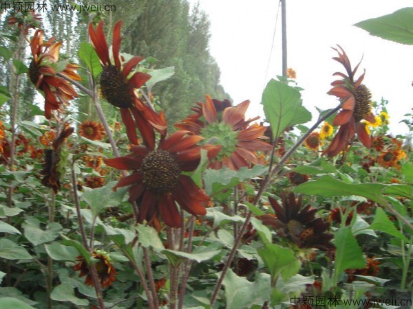 太陽花-(6).jpg