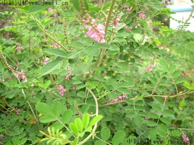護坡種植哪些喬木？