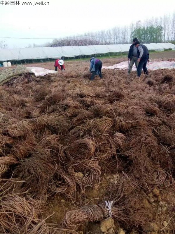 爬山虎7-(2).jpg