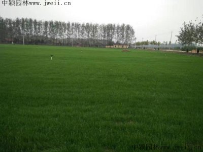 綠化草坪用什么草籽好？