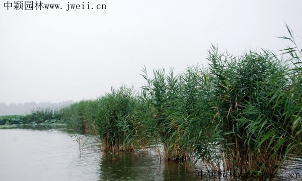 蘆葦1_副本.jpg