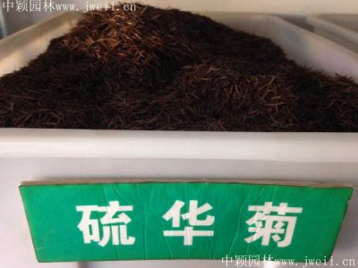 哪里是硫華菊種子產地？