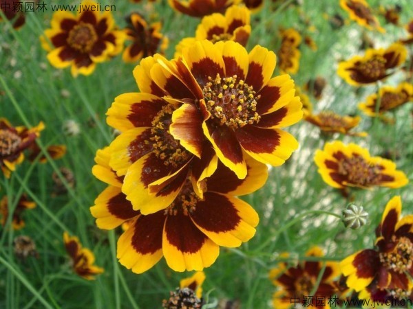 金雞菊-(2).jpg