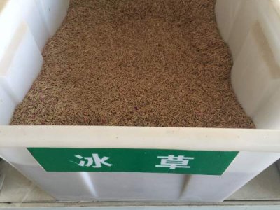 重慶哪里有賣冰草種子的？