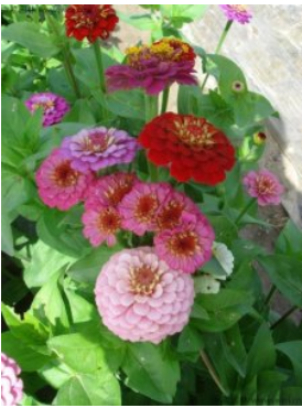 你知道百日草這種花嗎？你了解多少？