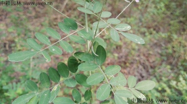 馬棘-(3).jpg