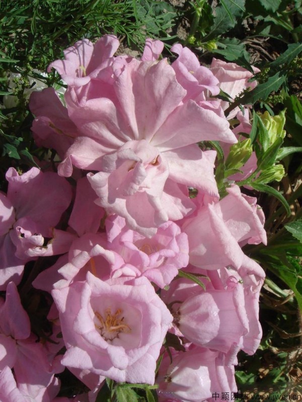 風鈴花-(5).jpg