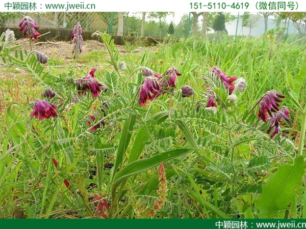 光葉紫花苕-(2).jpg