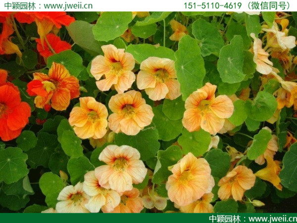 旱金蓮-(10).jpg