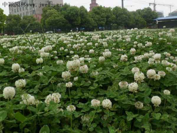 1571566893111336.jpg 白三葉草9.jpg