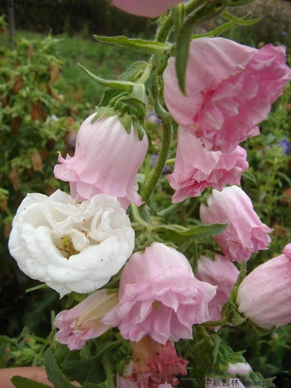 風鈴花.jpg