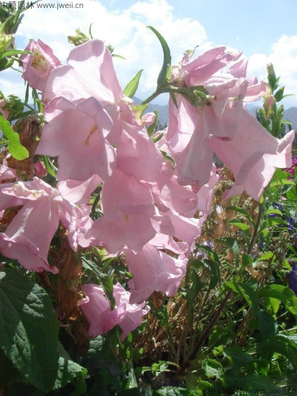 風鈴花-(2).jpg