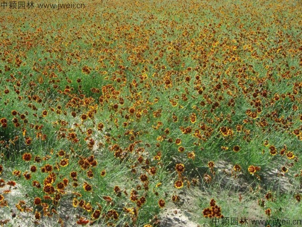 金雞菊-(10).jpg