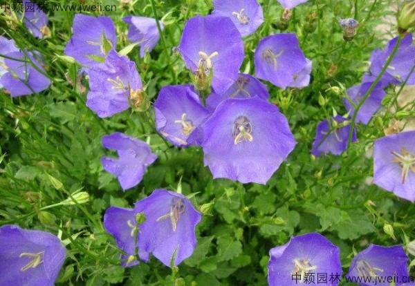 風鈴花-(11).jpg