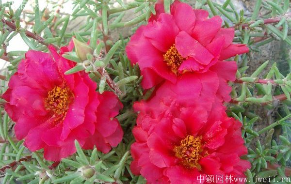 太陽花11.jpg