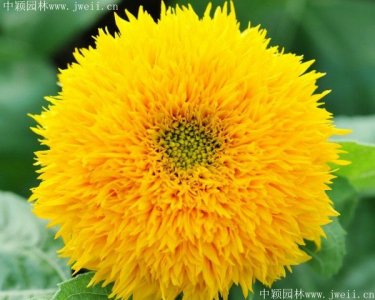 廣西哪里有賣太陽花種子？