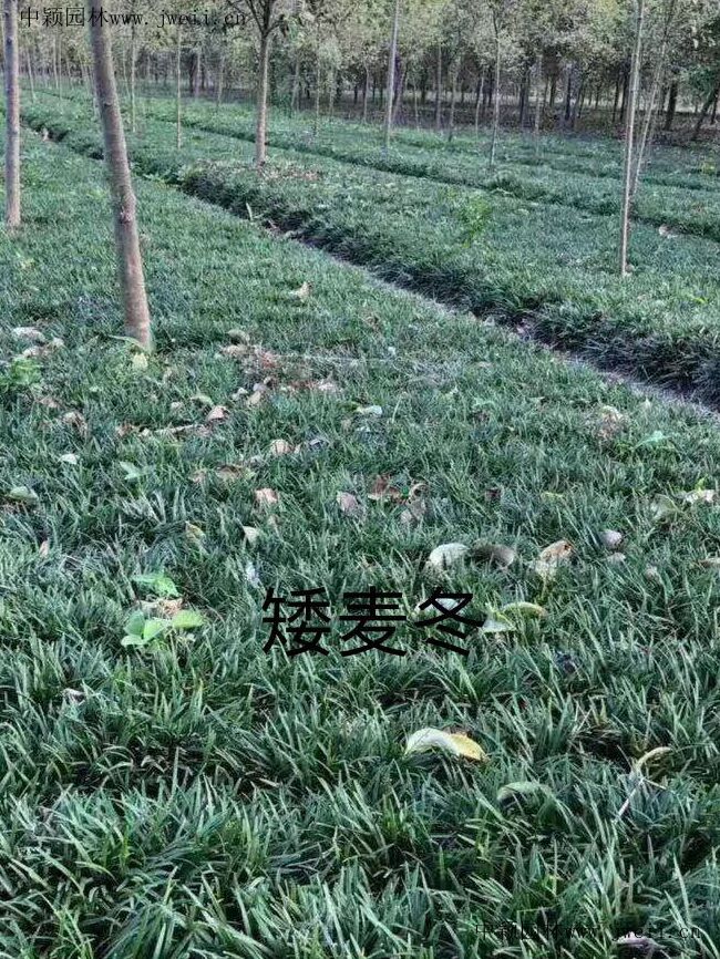 1577415516923751.jpg 矮麥冬1_副本.jpg