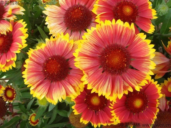1577439720284509.jpg 天人菊-(2).jpg
