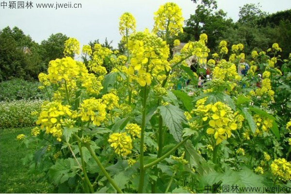 1577439827615876.jpg 白芥子-(3).jpg