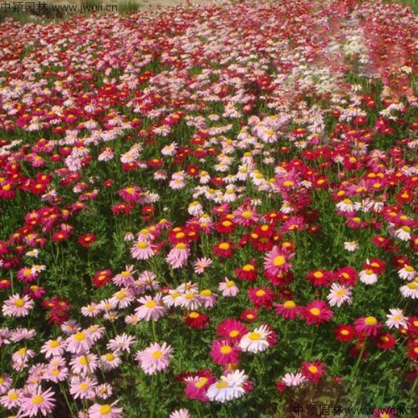 除蟲菊-(17).jpg