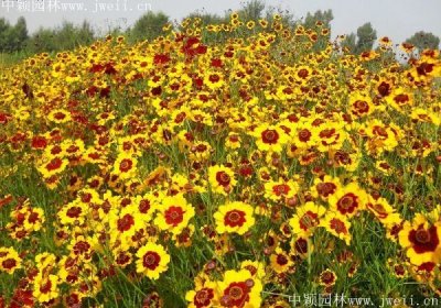 淺談花海的風格類型有那幾個