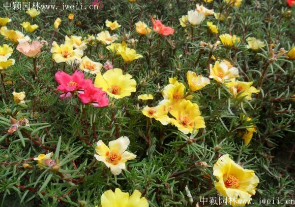 太陽花8.jpg
