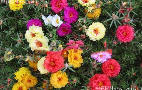 太陽花5.jpg