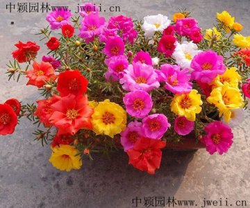 太陽花、論花海的起源與發展歷史是什么時候