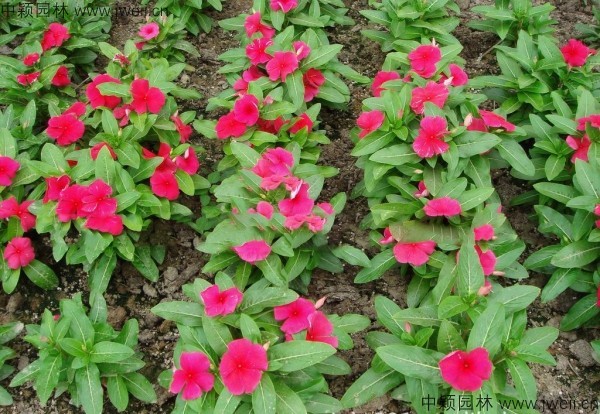 長春花-(7).jpg