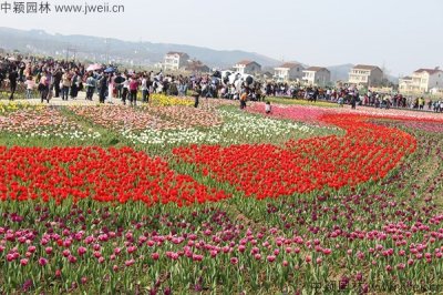 野花組合籽批發基地在哪里？