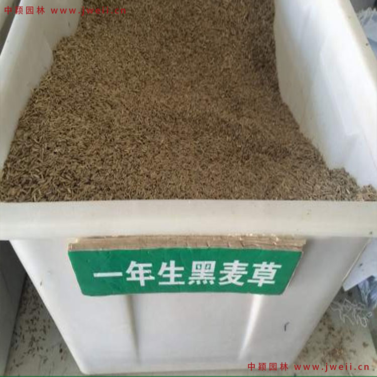 1579076351773550.jpg 黑麥草.jpg