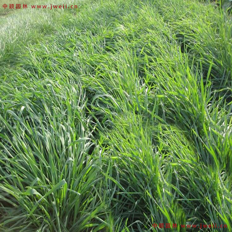 1579076398579081.jpg 黑麥草7.jpg