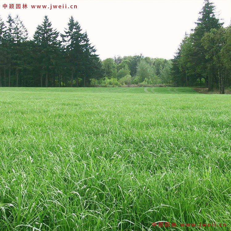 1579076431122843.jpg 黑麥草3.jpg