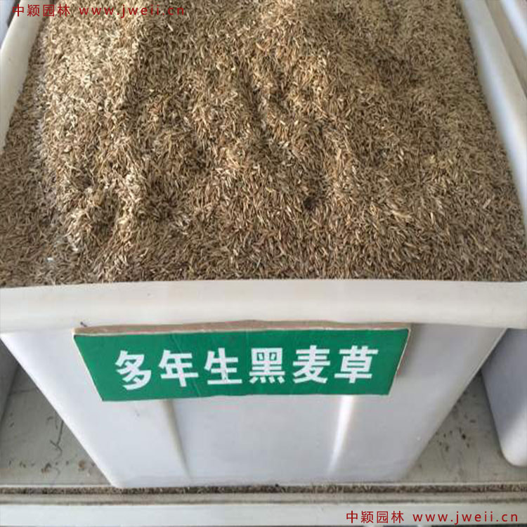 1579079232740970.jpg 多年生黑麥草.jpg