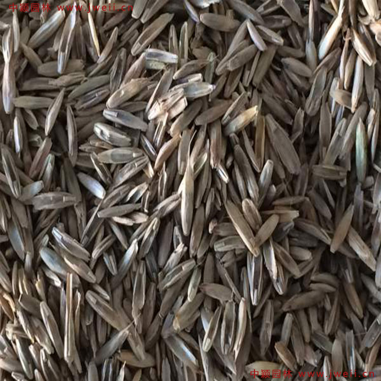 1579079237823140.jpg 多年生黑麥草2.jpg
