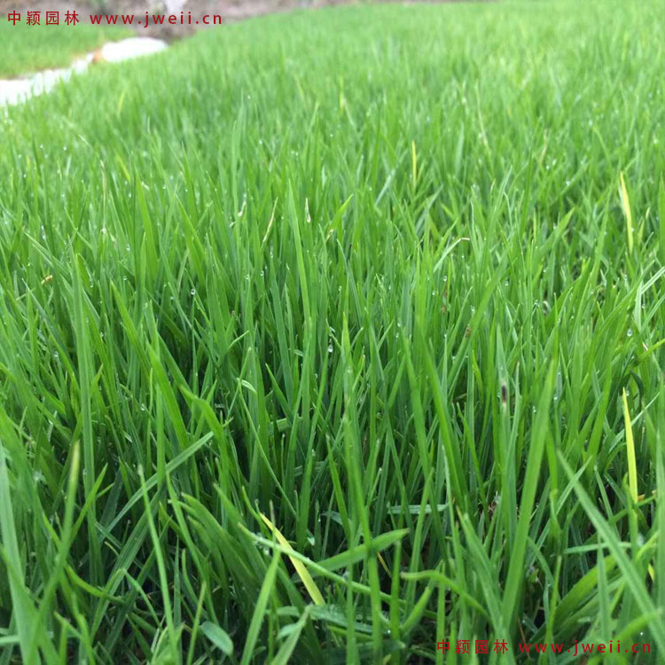 黑麥草4.jpg