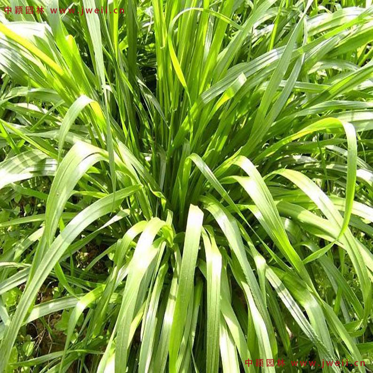黑麥草5.jpg