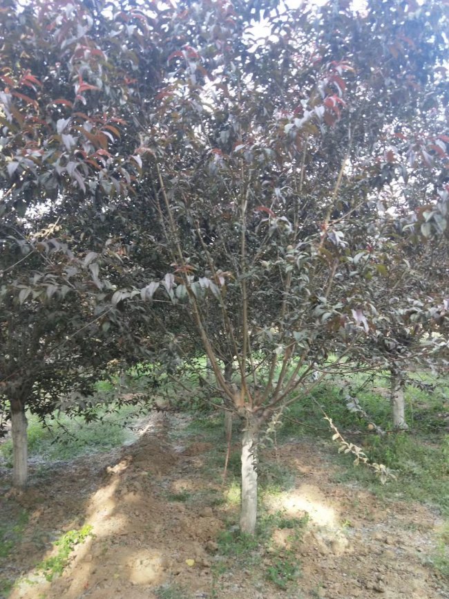碧桃 (45).jpg