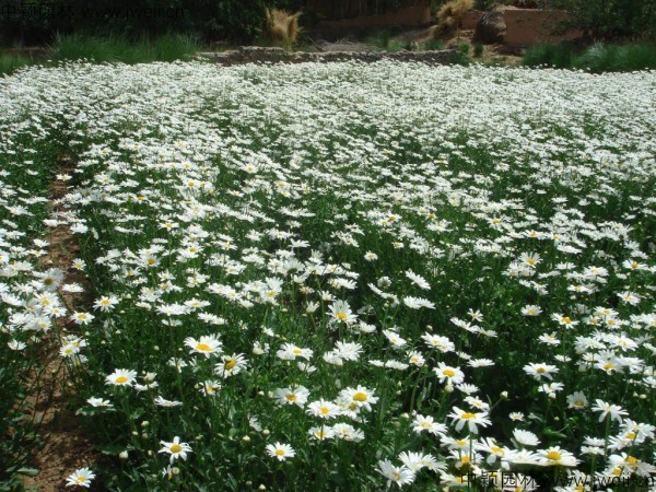 大濱菊-(8).jpg