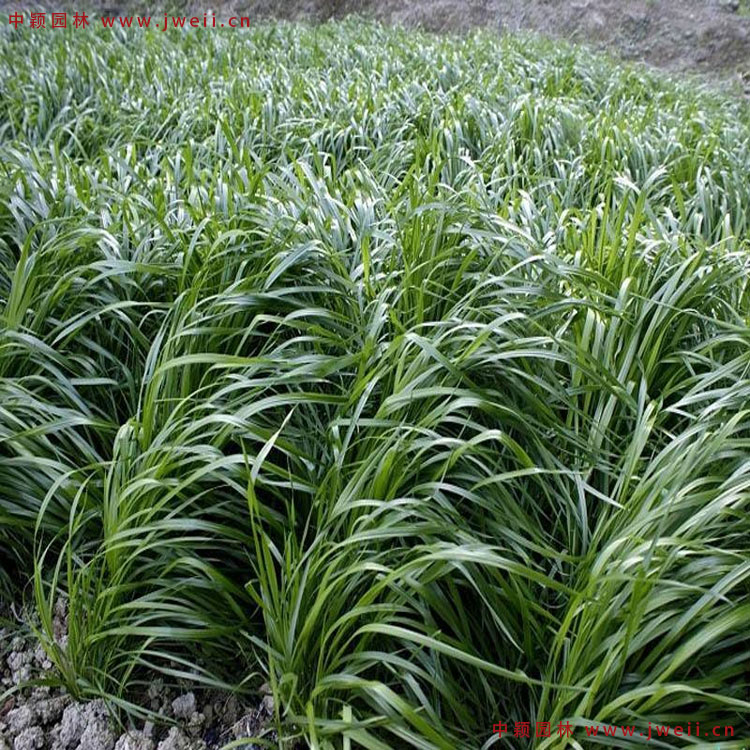 黑麥草9.jpg