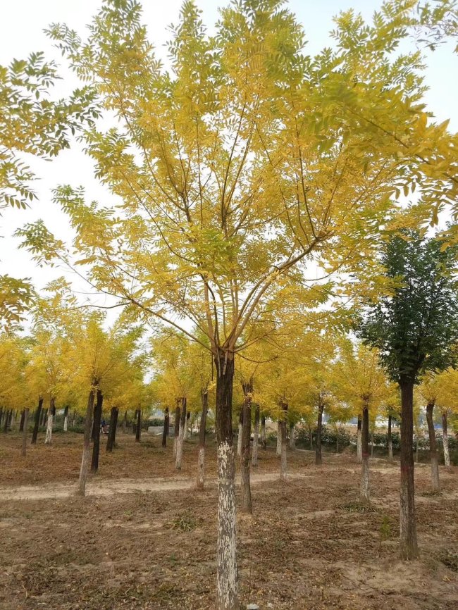 黃金槐 (26).jpg