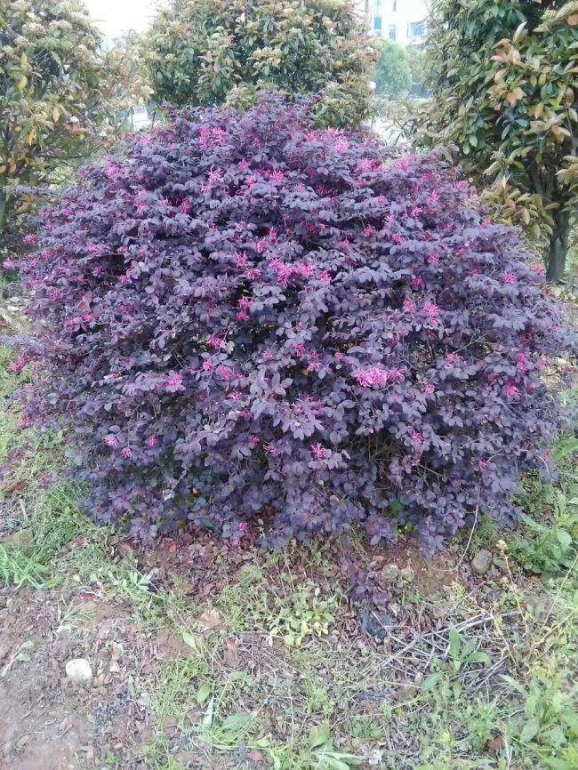繼木 (8).jpg