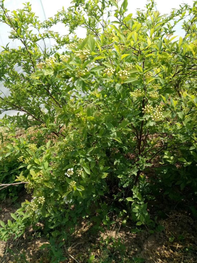 1582730174279819.jpg 貼梗海棠 (3).jpg
