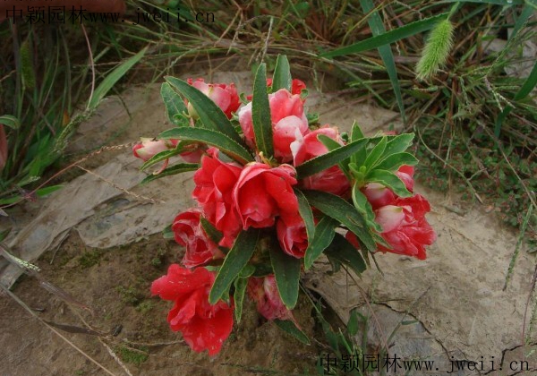 長春花3.jpg