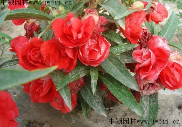 長春花4.jpg