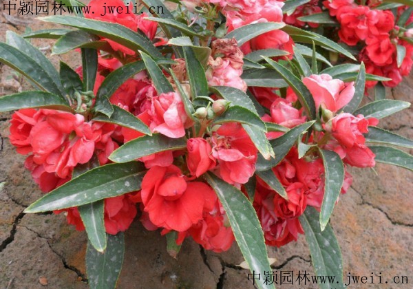 長春花5.jpg