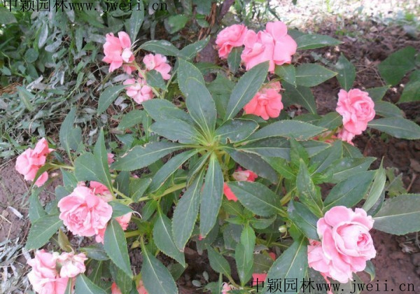長春花6.jpg