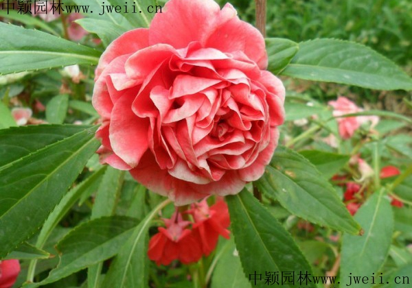 長春花7.jpg