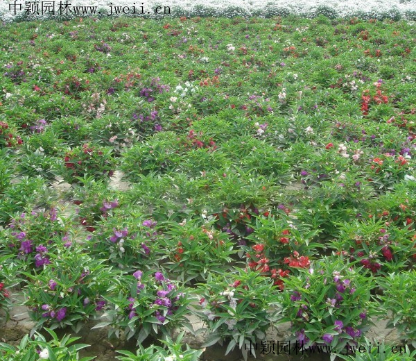 長春花8.jpg