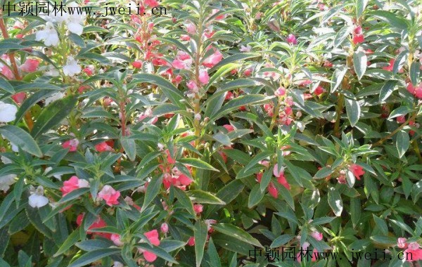 長春花9.jpg